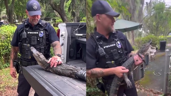 Florida deputy chomps at the bit to wrangle gator from 104-year-old woman’s home: 'We can't cuff him'