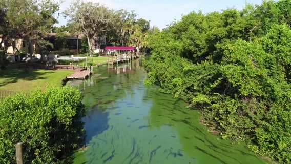Mote Marine using innovative technologies to combat harmful blue-green algae