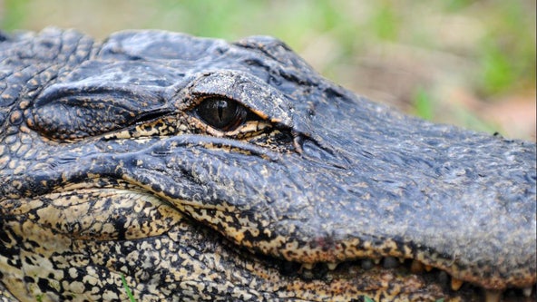 Florida Alligator Super Hunt applications open on Friday