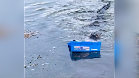 Gator looking for a free meal caught on camera snagging tackle box was no match for a Tampa angler