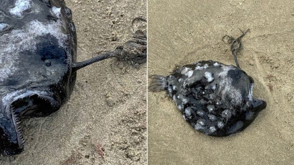 Ultra-rare fish, almost never seen by humans, washes up on Oregon coast for first time