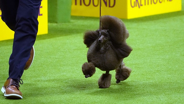 Sage, a miniature poodle, wins Westminster Dog Show 2024