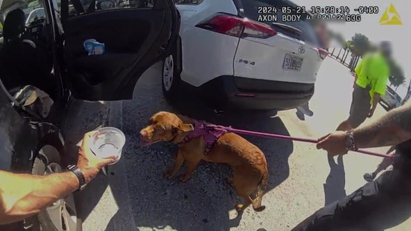 Video: Clearwater police smash window to rescue distressed dog from hot car while owner 'was at the beach'