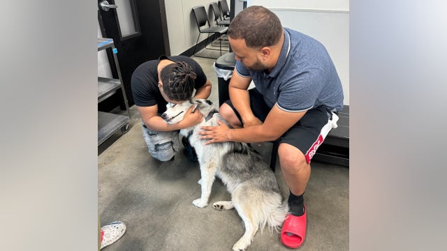 Missing dog from Miami reunited with owners in Tampa thanks to microchip