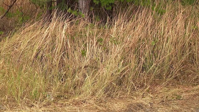 Sarasota County burn ban: What residents can do to help prevent major fires in drought conditions