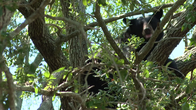 Bear spotted roaming through Hillsborough County neighborhood