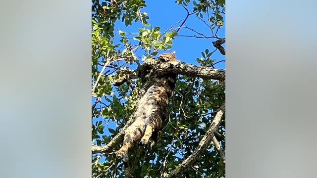 Bobcat found mysteriously dead, hanging from tree in Safety Harbor neighborhood