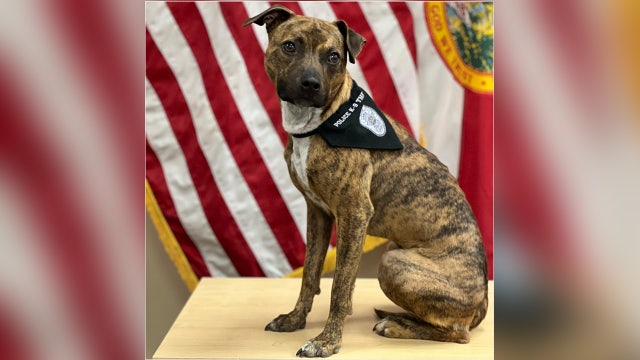 Largo Police Department welcomes first-ever therapy K-9