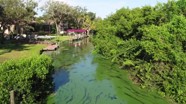 Mote Marine using innovative technologies to combat harmful blue-green algae