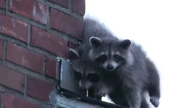 Florida sees huge spike in wildlife encounter calls from residents