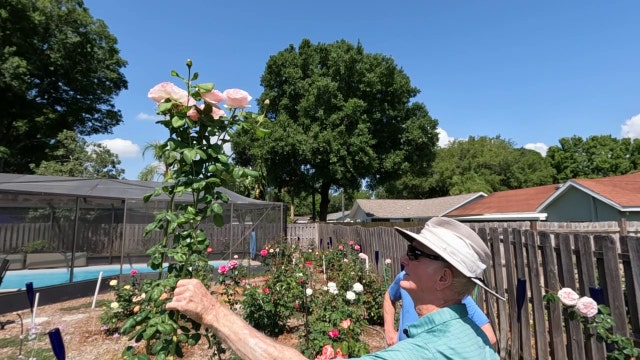 Rose champion hopes to win big at The Tampa Rose Society's 52nd show