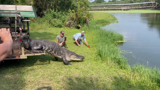 Video: Alligator removed from MacDill Air Force Base