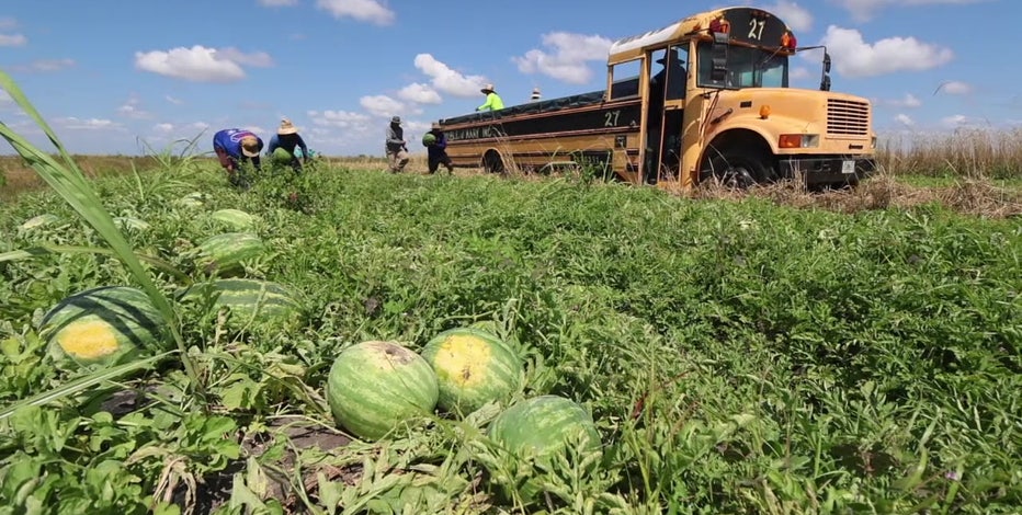 Multi-generation farm supplies watermelon to Florida | FOX 13