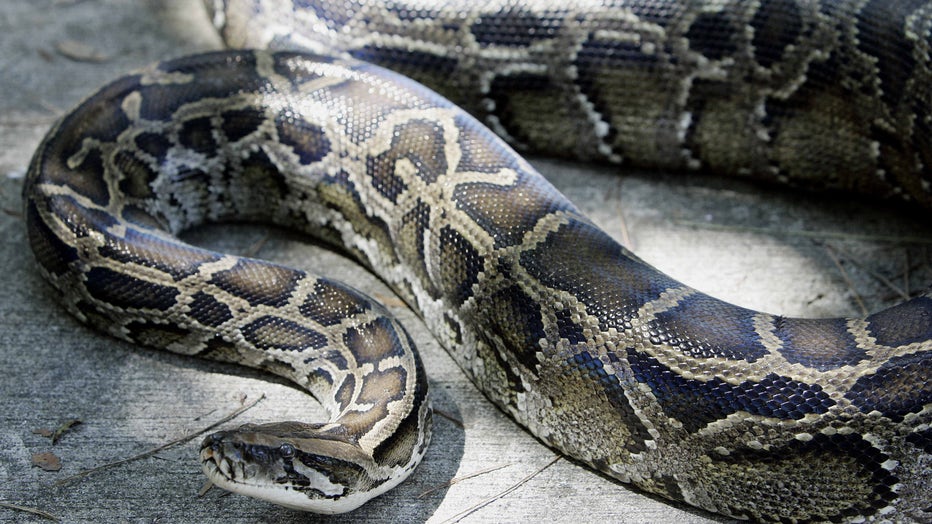 A 12-foot (3.65m) Burmese python that was captured in the backyard of a home slithers on the ground at its new home at the A.D. Barnes Park 10 October 2005, in south Miami, FL. The snake was captured 09 October and is the prime suspect in the disappearance of a 15-pound (6.8kg) cat that lived at the residence. AFP PHOTO/Robert SULLIVAN (Photo by ROBERT SULLIVAN / AFP) (Photo by ROBERT SULLIVAN/AFP via Getty Images)