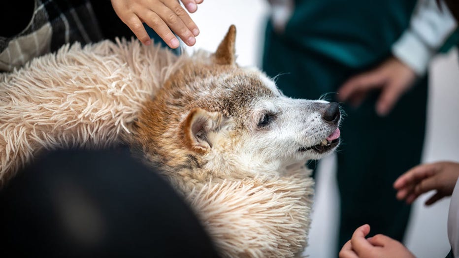 FILE - This picture taken on March 19, 2024, shows Atsuko Sato and her Japanese shiba inu dog Kabosu, best known as the logo of cryptocurrency Dogecoin, playing with students at a kindergarten in Narita, Chiba prefecture, east of Tokyo. (Photo by PHILIP FONG/AFP via Getty Images)