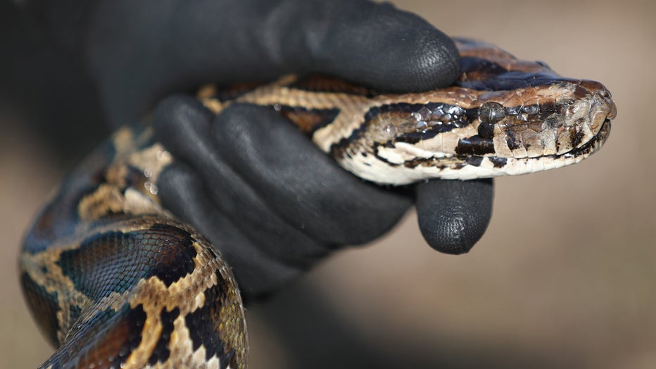 FORT LAUDERDALE, FLORIDA - MARCH 23: McKayla Spencer, with the Florida Fish and Wildlife Conservation as the Interagency Python Management Coordinator, works with a Burmese python used to train dogs to detect them in the Florida Everglades on March 23, 2021 in Fort Lauderdale, Florida. The Florida Fish and Wildlife Conservation Commission is using the dogs to sniff out Burmese pythons. A black lab named Truman and a point setter named Eleanor hunt five days a week with a dog handler and an FWC biologist to search for pythons on different public lands across south Florida. The FWC is implementing dog sniffing python hunters to help find and eliminate invasive Burmese pythons in the Everglades ecosystem. (Photo by Joe Raedle/Getty Images)