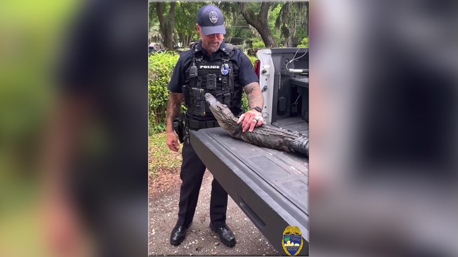 Jacksonville deputy reads 5-foot alligator the riot act after it wandered onto a 104-year-old woman's property. Image is courtesy of the Jacksonville Sheriff's Office. 