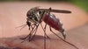 Hillsborough County has confirmed case of locally transmitted dengue fever