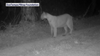 Florida panther spotted on trail camera in Polk County