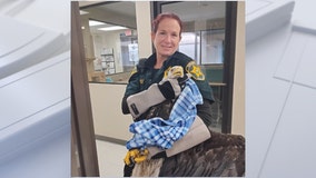 Bald eagle rescued after being found at Polk County intersection