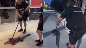 WATCH: Deputy uses broom to sweep away Gator from Florida restaurant