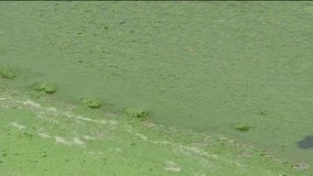 Some Florida conservation groups calling for better standards to detect harmful algae blooms