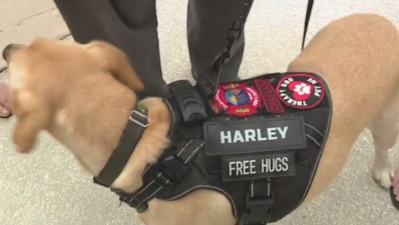 Doggone Great Summer BBQ: Tasty fundraiser in New Port Richey this weekend