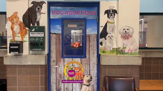 Pet adoption fees waived in Pinellas County as shelter undergoes renovations