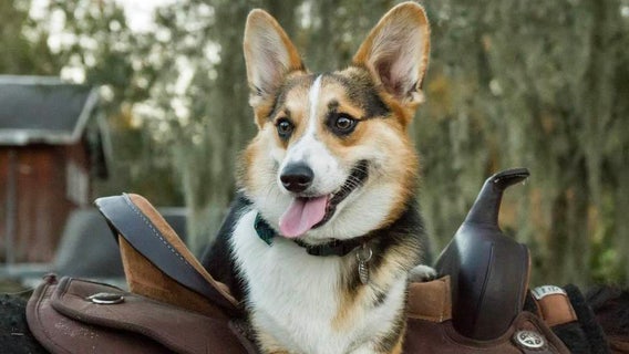 Cancer claims life of Highlands County Sheriff's Office therapy dog