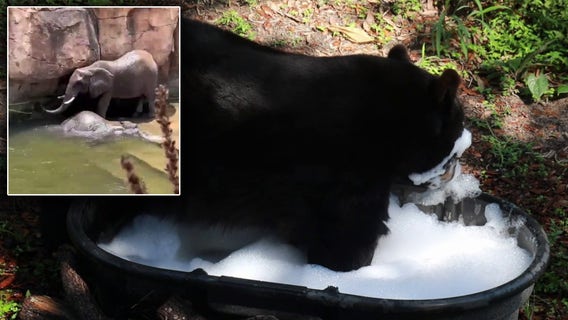 How ZooTampa's animals are cooling off from the summer heat