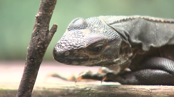 The Lizard Lounge in Tarpon Springs is home for invasive species