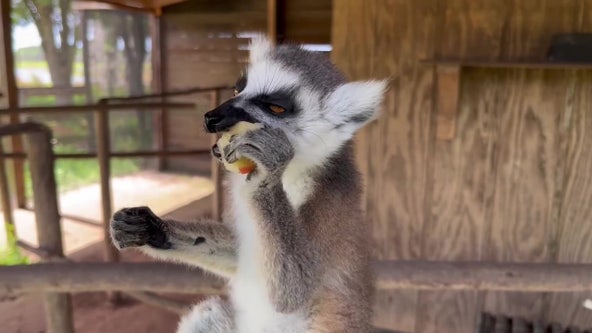 Safari Wilderness Ranch in Lakeland offers close encounter with lemurs