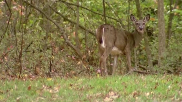 FWC asking for meat processors, taxidermists help with testing for 'zombie deer disease'