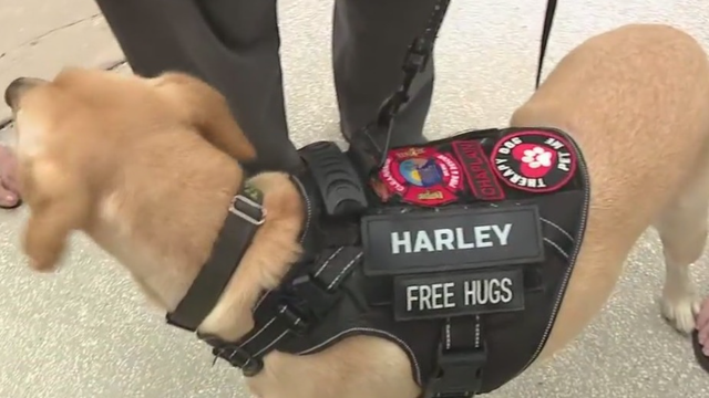 Doggone Great Summer BBQ: Tasty fundraiser in New Port Richey this weekend