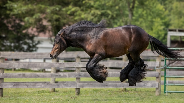 Tampa Bay Downs delays 2024 opening