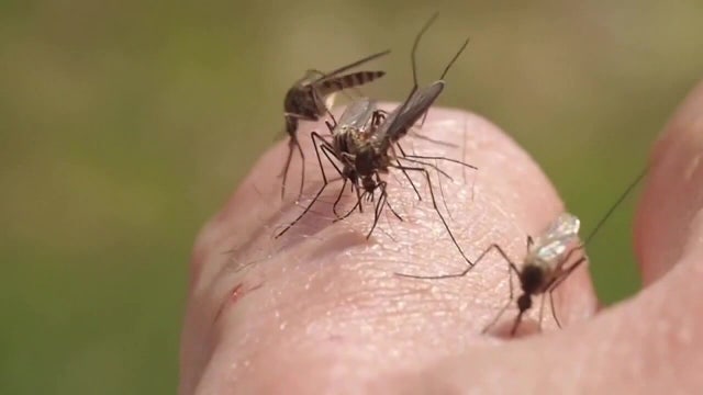 Human case of dengue fever in Hillsborough County
