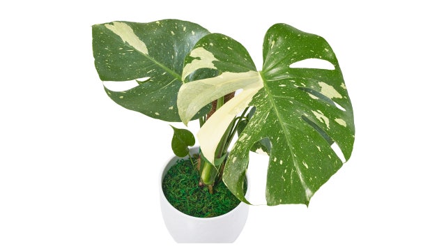 Publix sells rare plant at select locations: Here’s where to find it