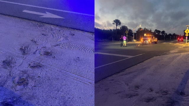 Sea turtle hit, killed by car on Anna Maria Island