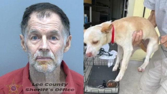 Florida man accused of leaving puppy outside for days without food, water before its death: 'Sickening'
