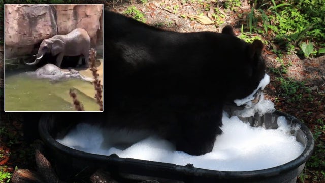 How ZooTampa's animals are cooling off from the summer heat