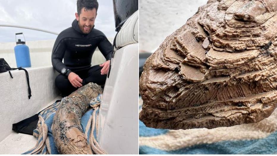 Lundberg, who studied marine biology at the University of South Florida, found the tusk back in April. (Alex Lundberg)