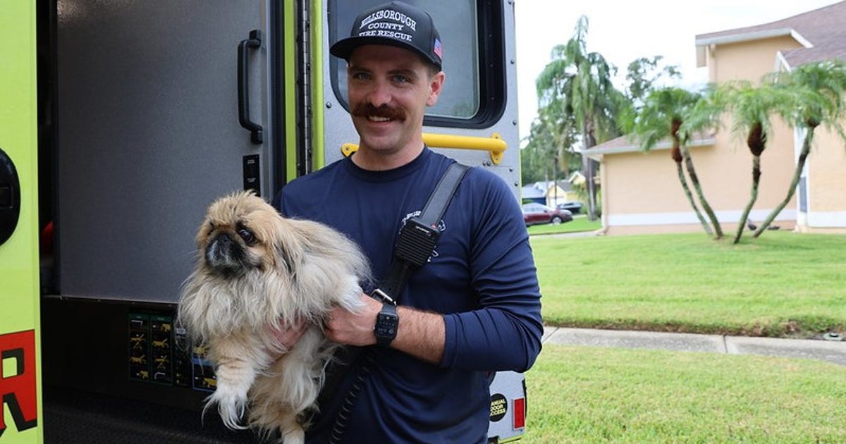Dog rescued from Tampa house fire: HCFR | FOX 13 Tampa Bay