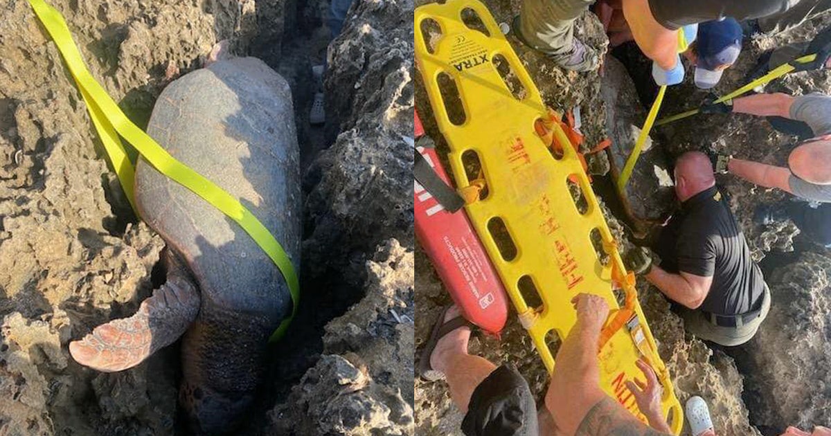 Stuck Between Two Rocks Struggling sea turtle stuck between two rocks rescued by Florida first ...