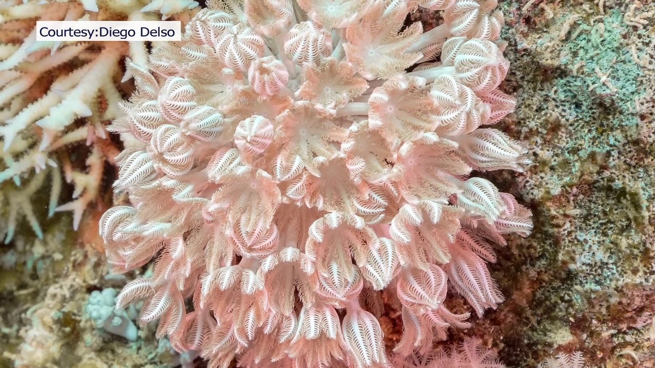 Researchers ask for underwater help in reporting invasive soft