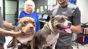 2 pit bulls found at Tampa middle school as 'dog dumping' becomes growing trend in Bay Area