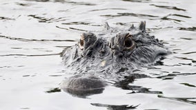 Alligator attacks woman in Hillsborough River: FWC