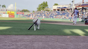 Clearwater Threshers bat dog receives fond farewell