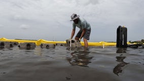 Oyster reef balls installed along Maximo Park's southern shoreline in restoration project