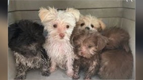 Trio accused of trying to sell distressed puppies on hot Florida beach