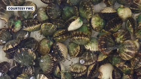 Scallop season in Pasco County on hold after toxins detected, FWC says